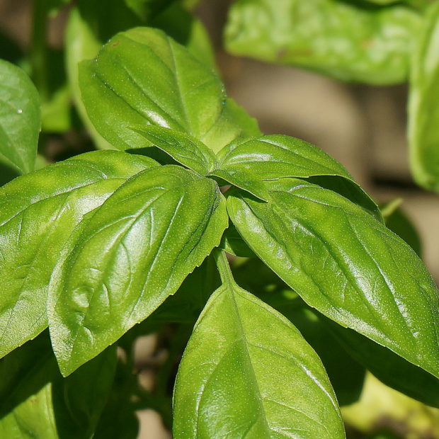Basilic bio- Du Panier &agrave; l'Assiette