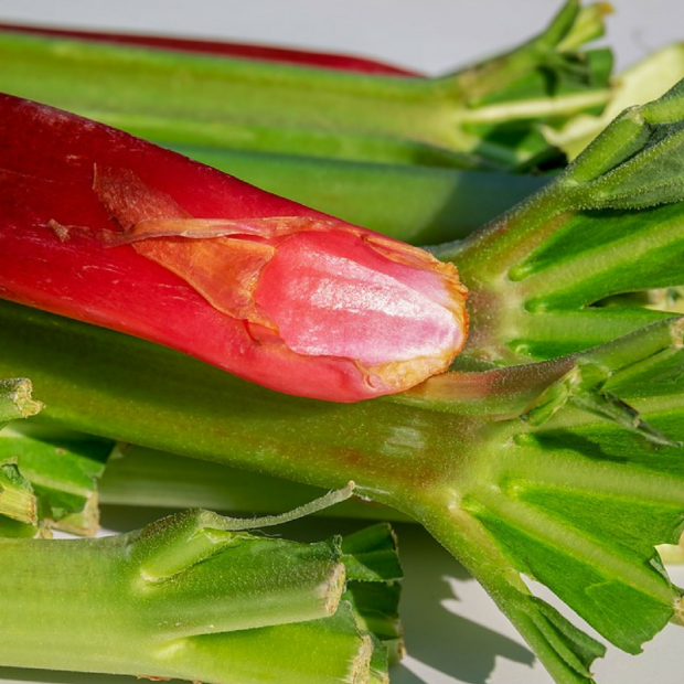 rhubarbe bio- Du Panier à l'Assiette