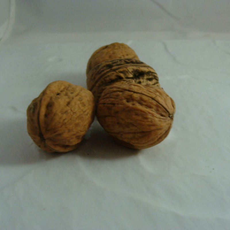 Noix coque bio- Du Panier à l'Assiette Noix coque bio- Du Panier à l'Assiette