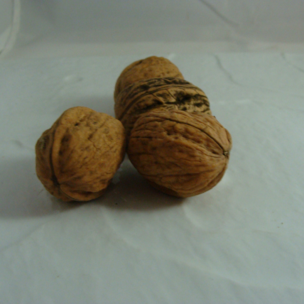 Noix coque bio- Du Panier à l'Assiette