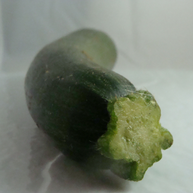 courgette bio- Du Panier à l'Assiette