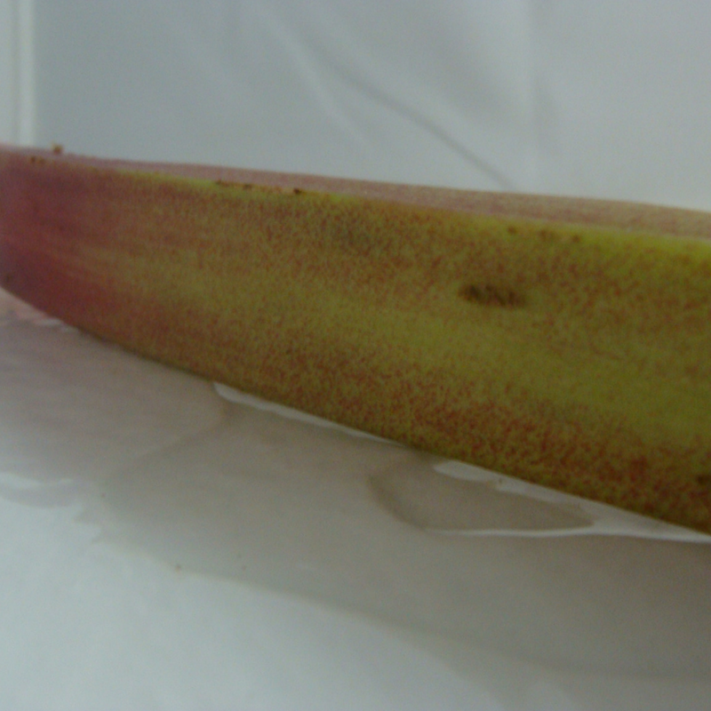 rhubarbe bio- Du Panier &agrave; l'Assiette