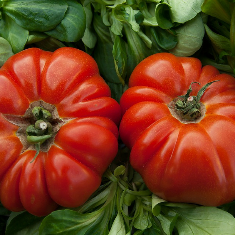 tomate bio- Du Panier à l'Assiette