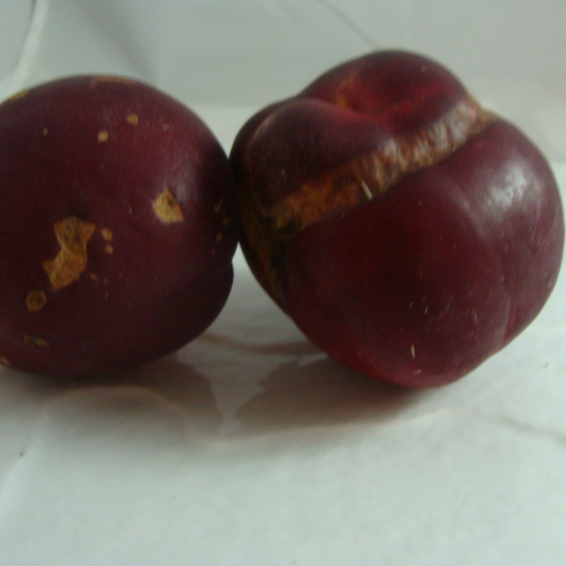 Nectarine Bio - Du Panier &agrave; l'Assiette