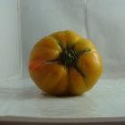 tomate jaune bio- Du Panier à l'Assiette tomate jaune bio- Du Panier à l'Assiette