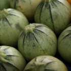 courgette bio- Du Panier &agrave; l'Assiette