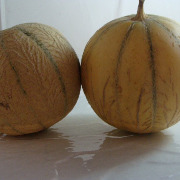 Melon Bio - Du Panier à l'Assiette