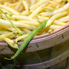 Haricot Beurre x 500g