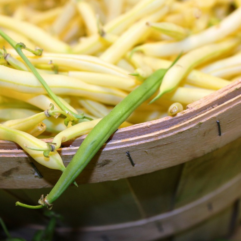 haricot beurre bio- Du Panier à l'Assiette