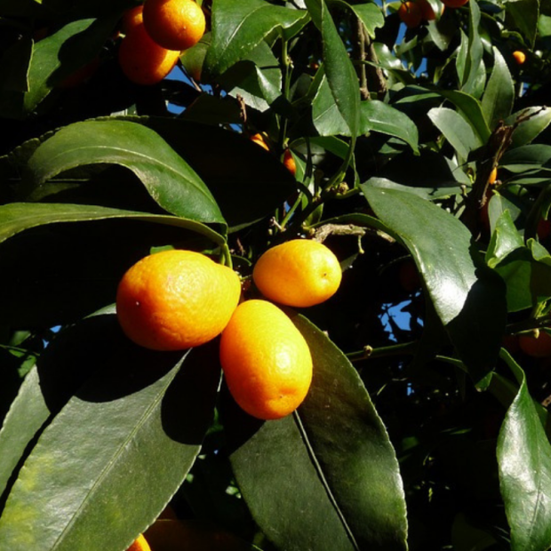 Kumquat Bio - Du Panier à l'Assiette