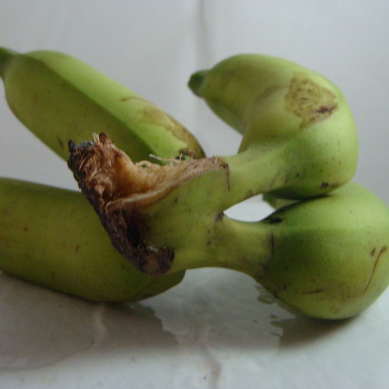 Banane Bio - Du Panier à l'Assiette Banane Bio - Du Panier à l'Assiette