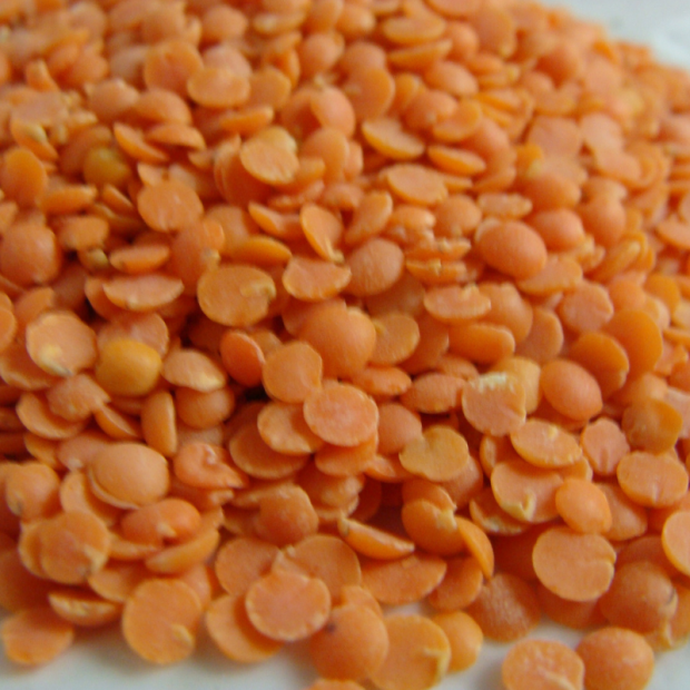 Lentille rouge Corail Bio - Du Panier à l'Assiette