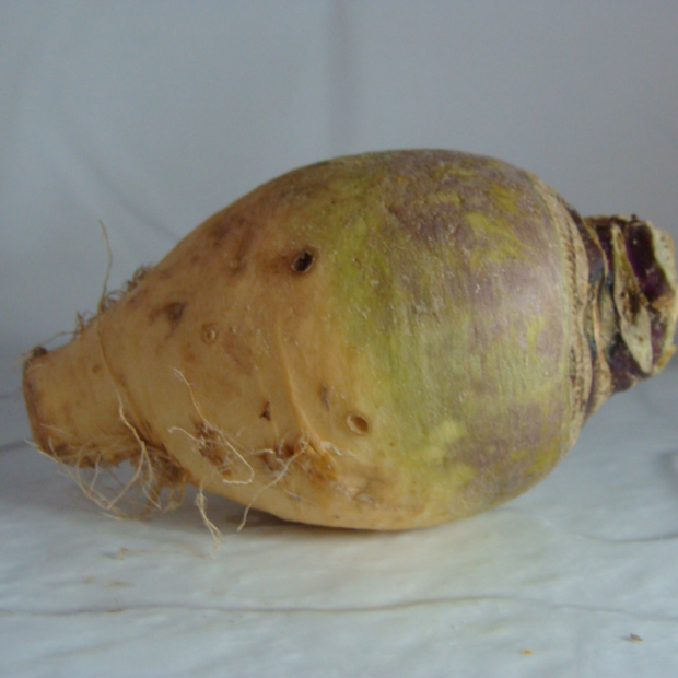 rutabaga bio- Du Panier à l'Assiette