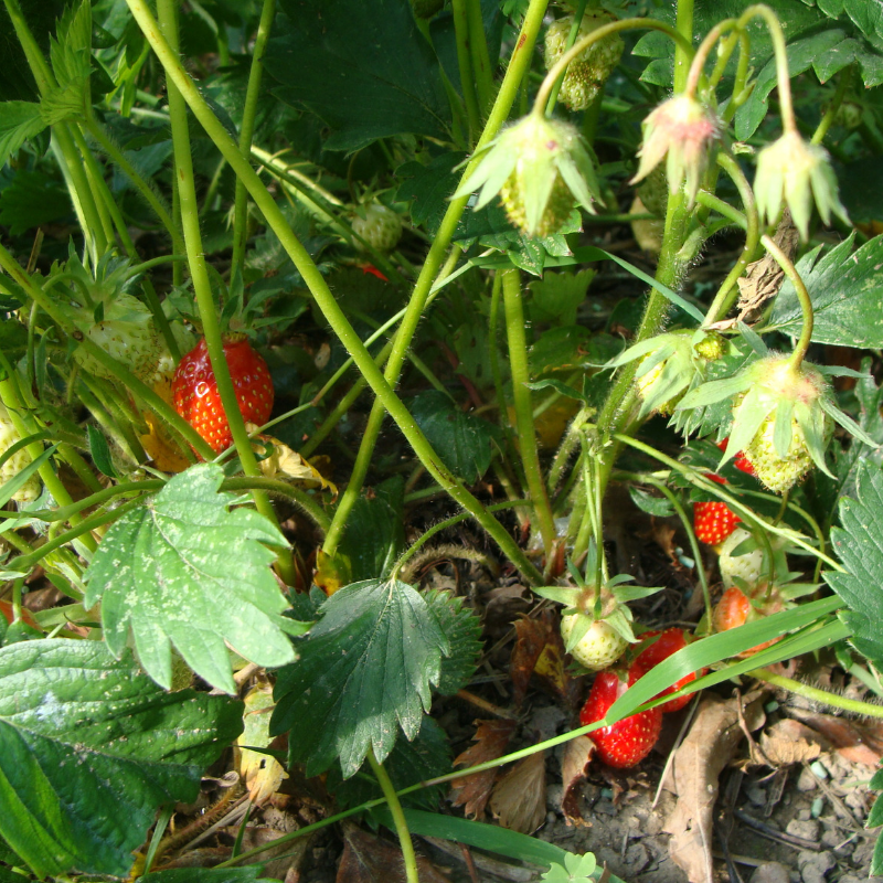 Fraise bio- Du Panier à l'Assiette Fraise bio- Du Panier à l'Assiette