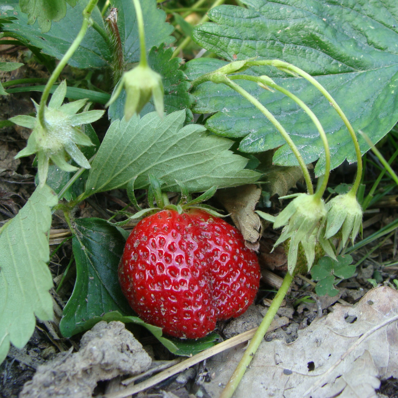 Fraise bio- Du Panier à l'Assiette Fraise bio- Du Panier à l'Assiette