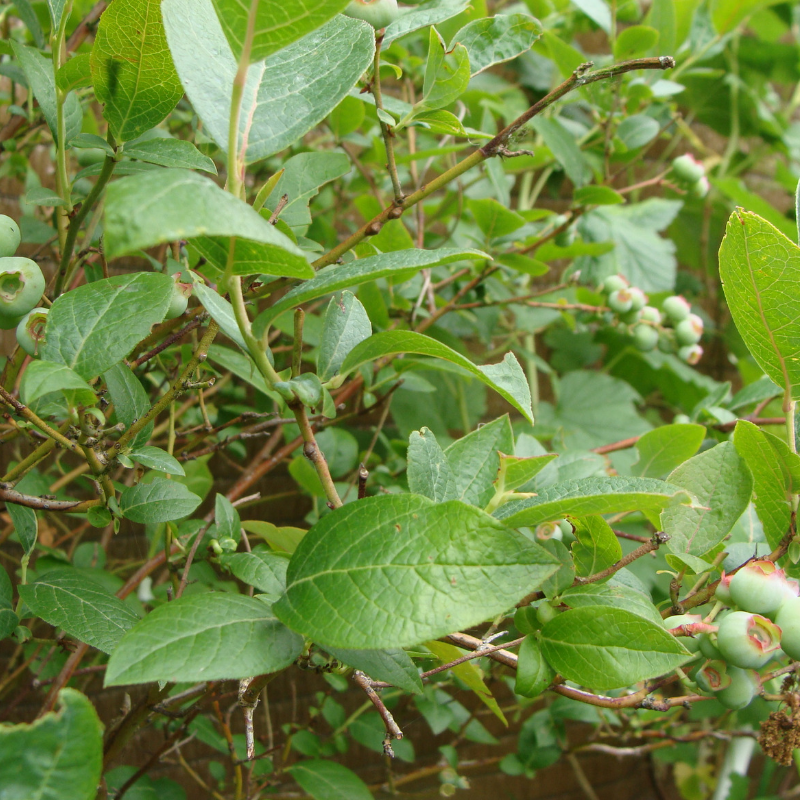 Myrtille bio- Du Panier &agrave; l'Assiette