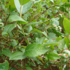 Myrtille bio- Du Panier &agrave; l'Assiette