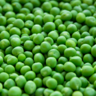 petit pois bio- Du Panier à l'Assiette petit pois bio- Du Panier à l'Assiette