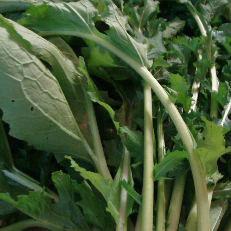 navet botte bio- Du Panier à l'Assiette navet botte bio- Du Panier à l'Assiette