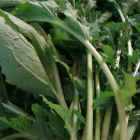 navet botte bio- Du Panier à l'Assiette navet botte bio- Du Panier à l'Assiette