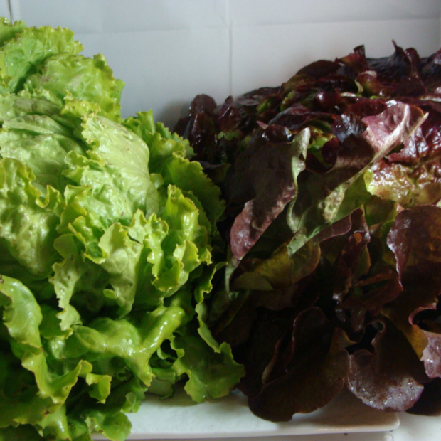 Batavia rouge bio- Du Panier à l'Assiette