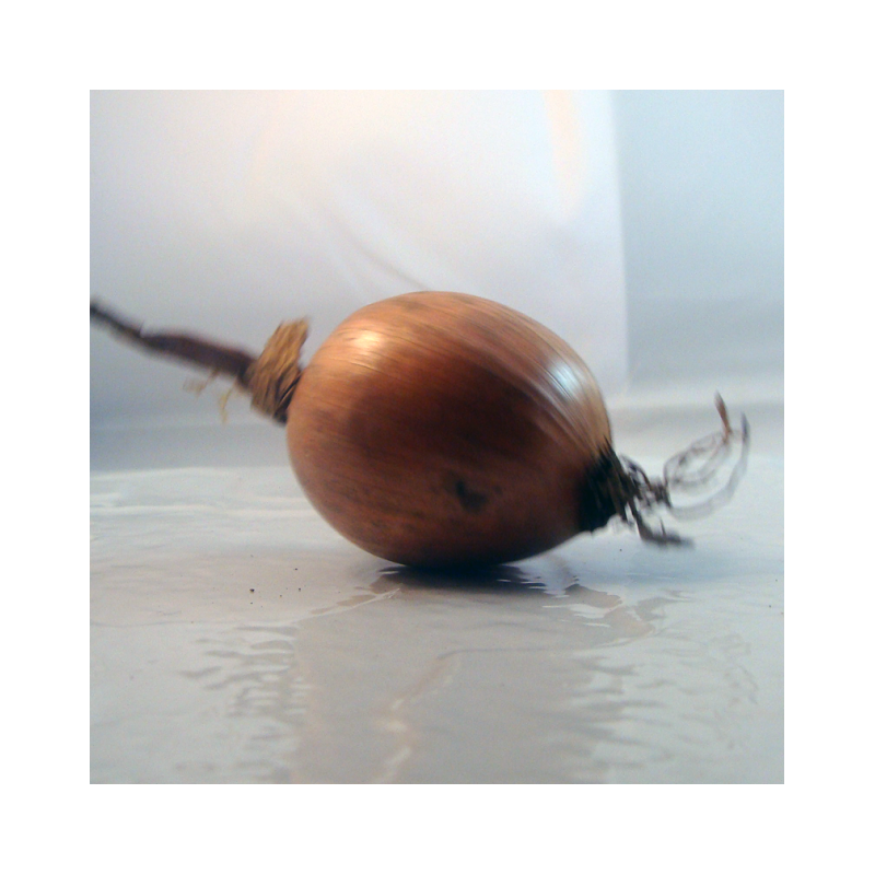 Oignon rose breton bio- Du Panier à l'Assiette Oignon rose breton bio- Du Panier à l'Assiette