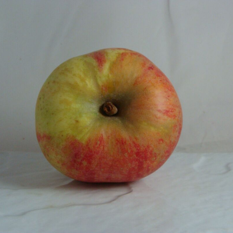 Pomme Elstar Bio - Du Panier à l'Assiette Pomme Elstar Bio - Du Panier à l'Assiette