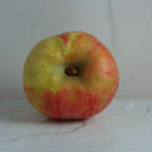Pomme Elstar Bio - Du Panier à l'Assiette Pomme Elstar Bio - Du Panier à l'Assiette