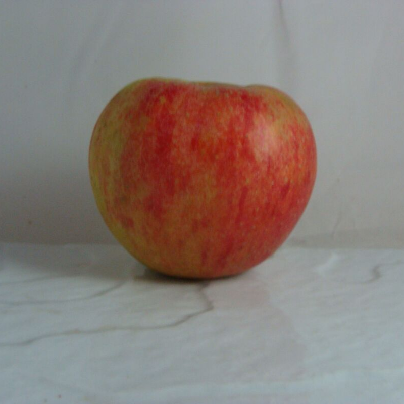 Pomme Elstar Bio - Du Panier à l'Assiette Pomme Elstar Bio - Du Panier à l'Assiette
