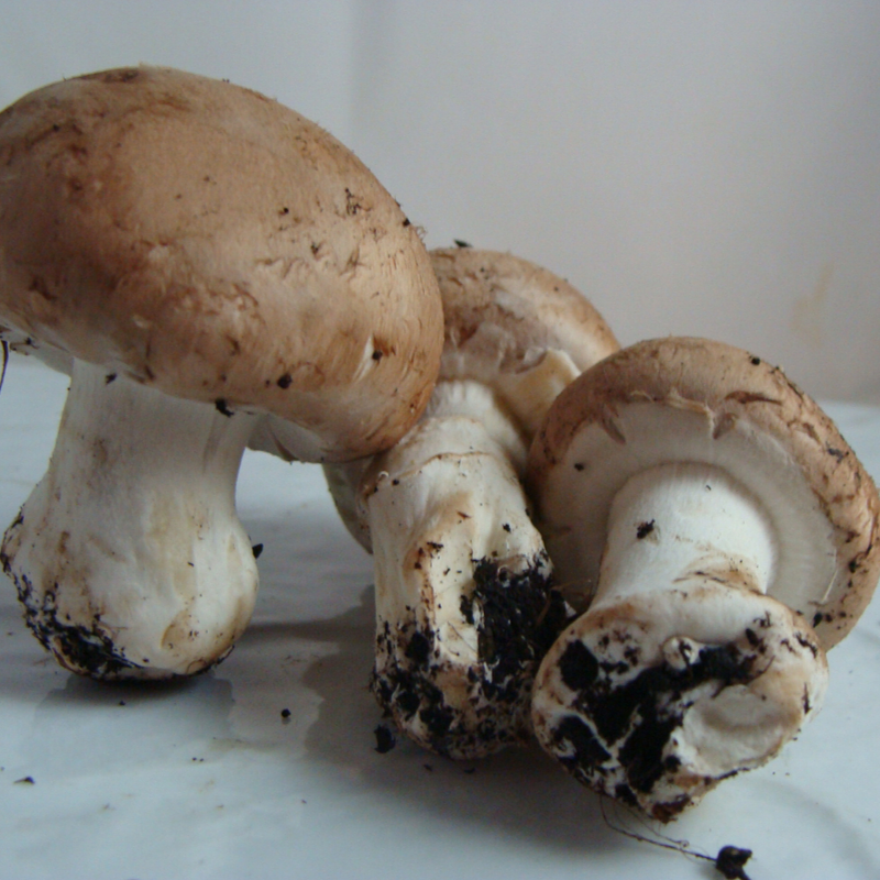 Champignon bio- Du Panier à l'Assiette Champignon bio- Du Panier à l'Assiette