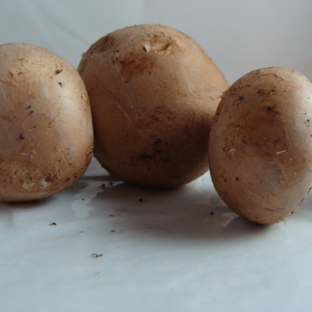 Champignon bio- Du Panier à l'Assiette