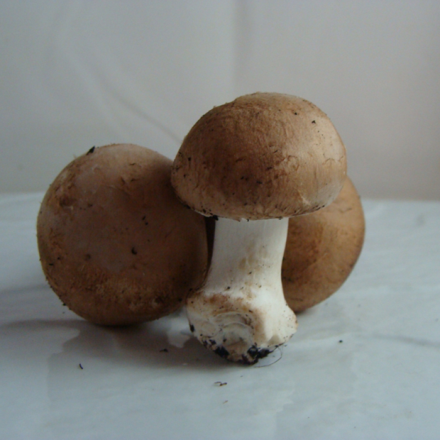 Champignon bio- Du Panier à l'Assiette