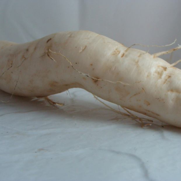 radis Daïkon bio- Du Panier à l'Assiette