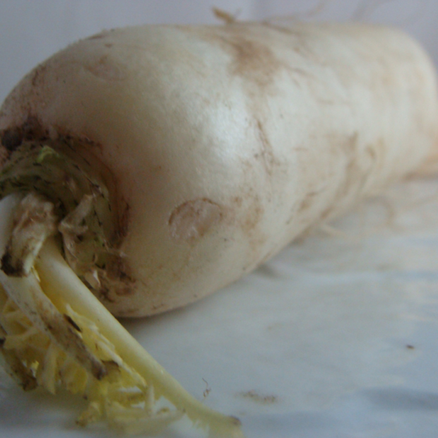 radis Daïkon bio- Du Panier à l'Assiette