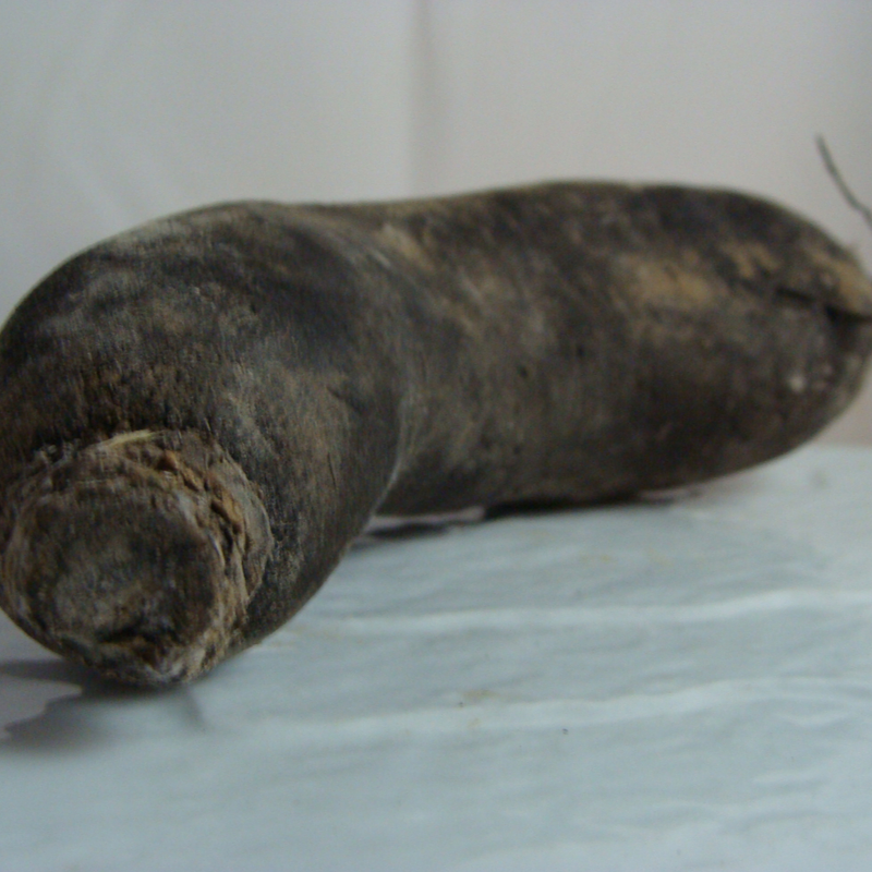 radis noir bio- Du Panier à l'Assiette