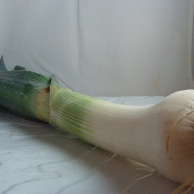 poireau bio- Du Panier à l'Assiette