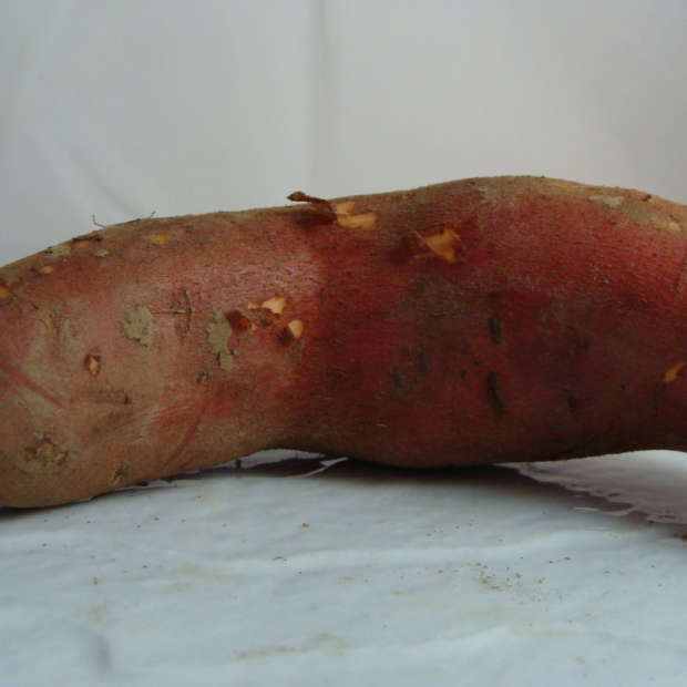 patate douce bio- Du Panier à l'Assiette