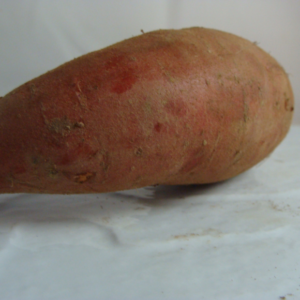 patate douce bio- Du Panier à l'Assiette