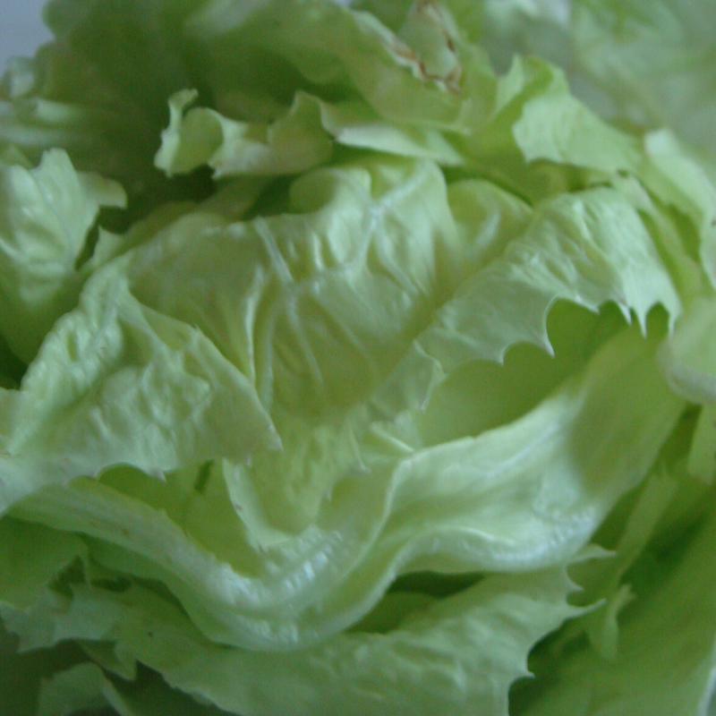 Batavia verte bio- Du Panier à l'Assiette Batavia verte bio- Du Panier à l'Assiette