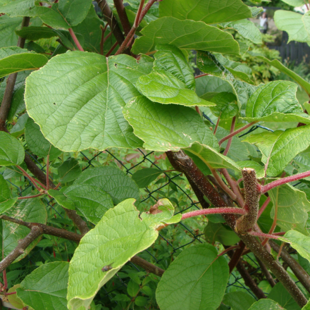 Kiwi jaune Bio - Du Panier à l'Assiette