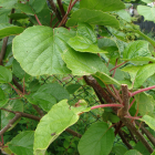 Kiwi jaune Bio - Du Panier à l'Assiette