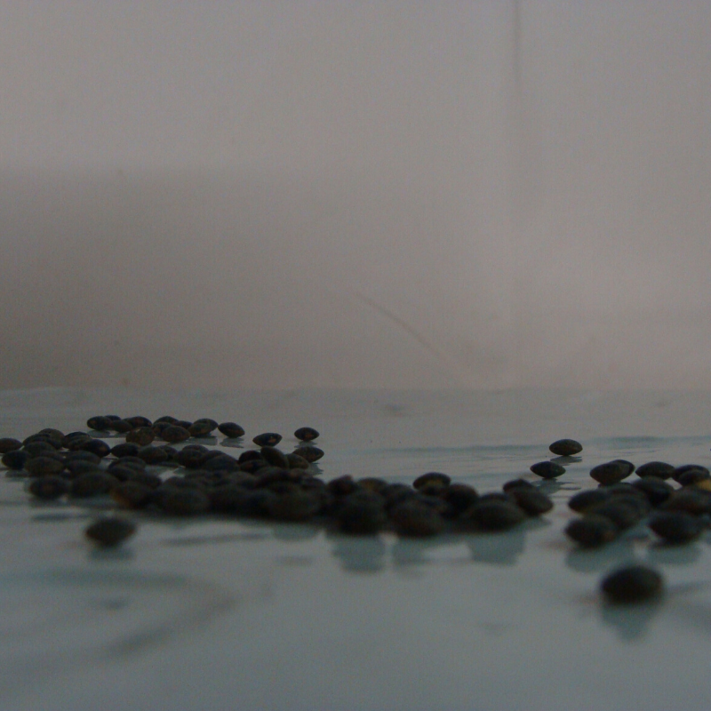 Lentille verte Bio - Du Panier à l'Assiette Lentille verte Bio - Du Panier à l'Assiette