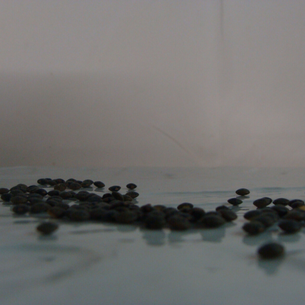 Lentille verte Bio - Du Panier à l'Assiette