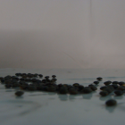 Lentille verte Bio - Du Panier à l'Assiette Lentille verte Bio - Du Panier à l'Assiette