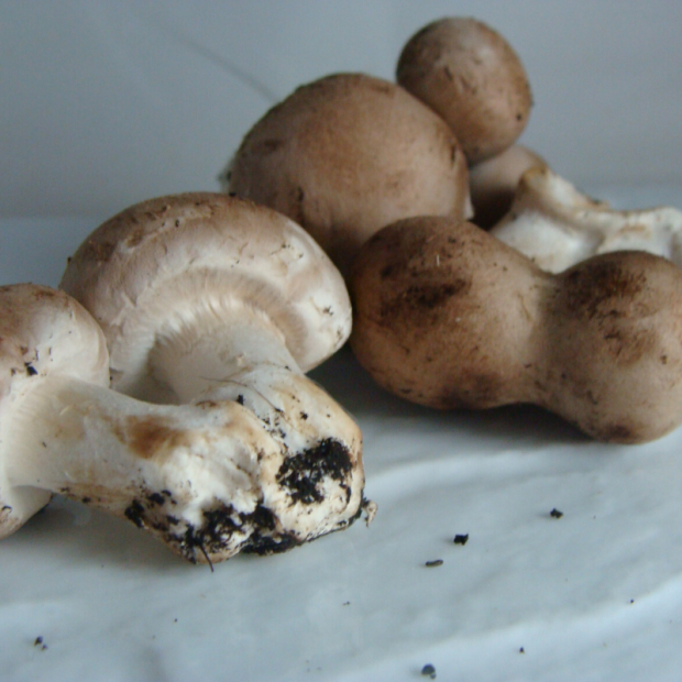 Champignon bio- Du Panier à l'Assiette