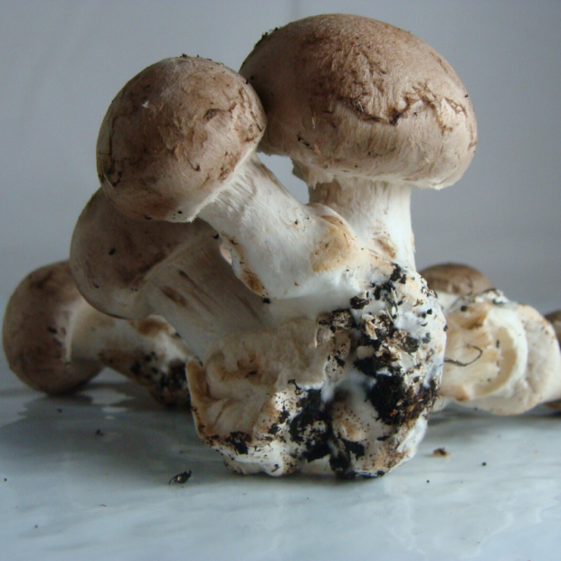 Champignon bio- Du Panier à l'Assiette