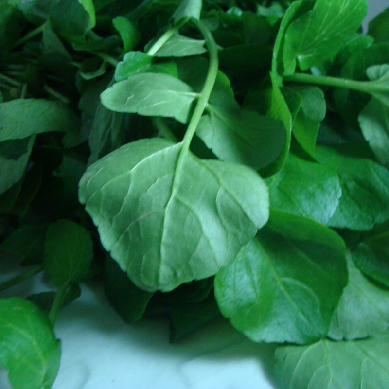 Cresson des fontaines bio- Du Panier à l'Assiette Cresson des fontaines bio- Du Panier à l'Assiette