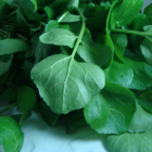 Cresson des fontaines bio- Du Panier &agrave; l'Assiette