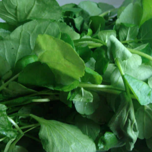 Cresson des fontaines bio- Du Panier &agrave; l'Assiette