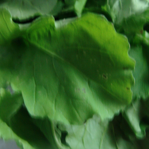 Roquette bio- Du Panier à l'Assiette